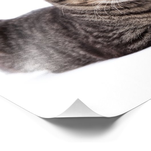 Gray Tabby Cat Fotodruck (Ecke)