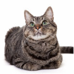 Gray Tabby Cat Freistehende Fotoskulptur<br><div class="desc">Adorable graue Tabbykatze sitzend hinunter und schaut auf einen weißen Hintergrund</div>