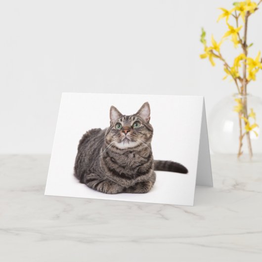 Gray Tabby Cat Karte (Gelbe Blume)
