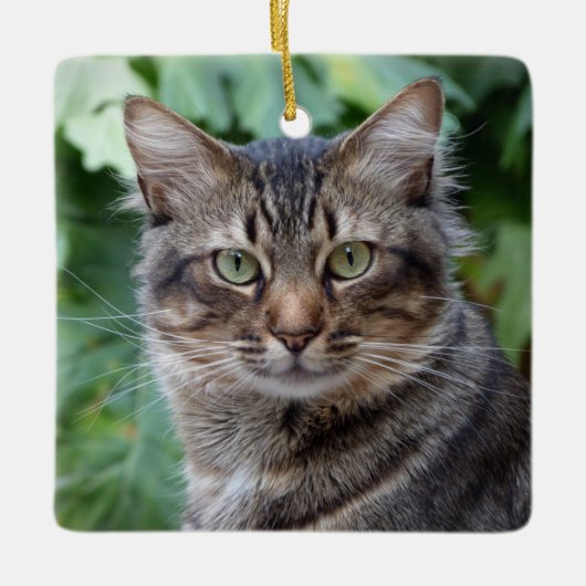 Gray Tabby Cat Keramikornament (Vorderseite)