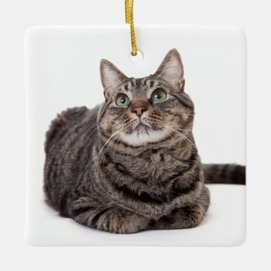 Gray Tabby Cat Keramikornament (Vorderseite)