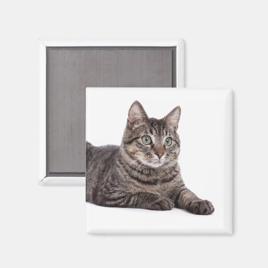 Gray Tabby Cat Magnet (Vorderseite/Rückseite)