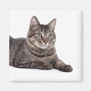 Gray Tabby Cat Magnet