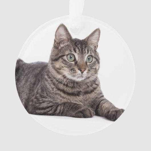 Gray Tabby Cat Ornament (Vorderseite)