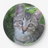Gray Tabby Cat Pappteller (Vorderseite)