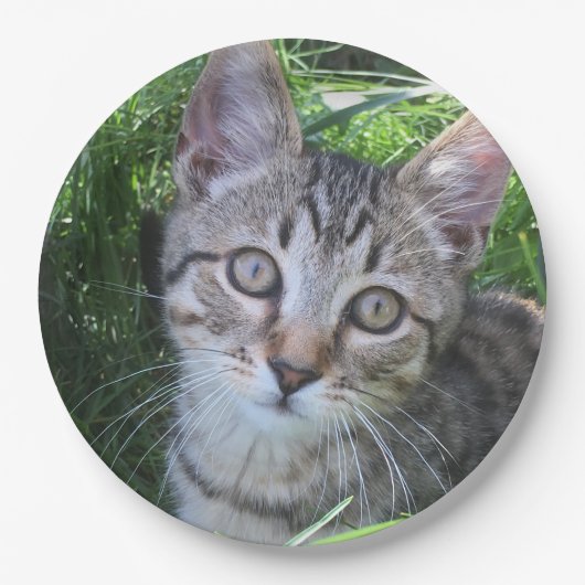 Gray Tabby Cat Pappteller (Vorderseite)
