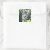 Gray Tabby Cat Quadratischer Aufkleber (Tasche)