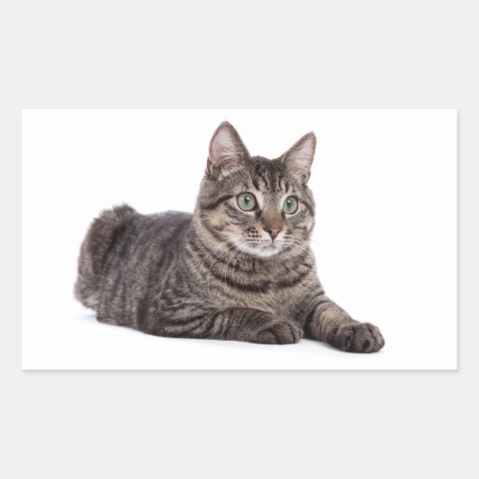 Gray Tabby Cat Rechteckiger Aufkleber (Vorderseite)