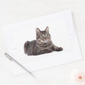 Gray Tabby Cat Rechteckiger Aufkleber (Umschlag)