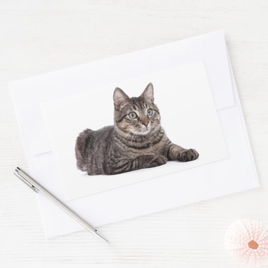 Gray Tabby Cat Rechteckiger Aufkleber (Umschlag)