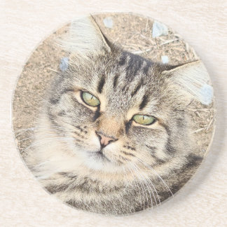 Gray Tabby Cat Sandstone Untersetzer