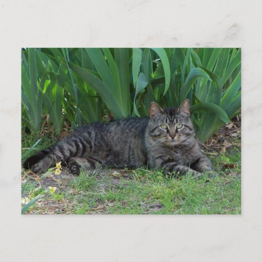 Gray Tabby Cat von Ire Postcard Postkarte (Vorderseite)