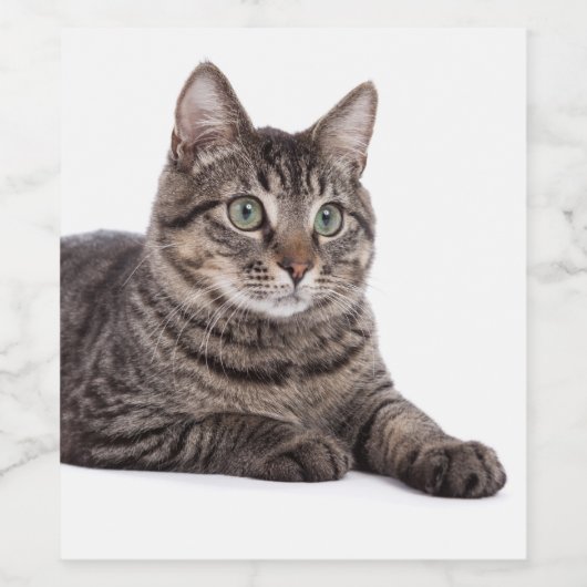 Gray Tabby Cat Weinetikett (Einzelnes Label)