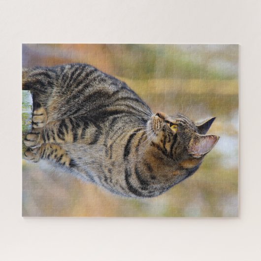 Gray Tabby Jigsaw Puzzle (Horizontal)
