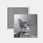 Gray Tabby Kitten Magnet (Vorderseite/Rückseite)