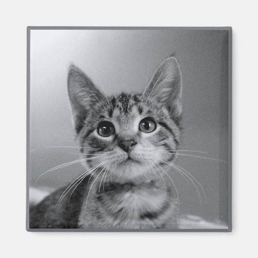 Gray Tabby Kitten Magnet (Vorne)