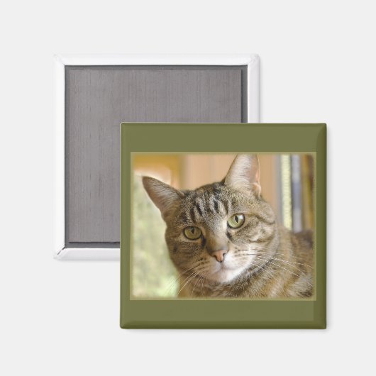 Gray Tabby Nah Up Foto Magnet (Vorderseite/Rückseite)