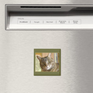 Gray Tabby Nah Up Foto Magnet