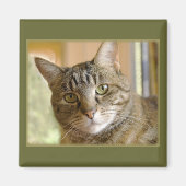 Gray Tabby Nah Up Foto Magnet (Vorne)