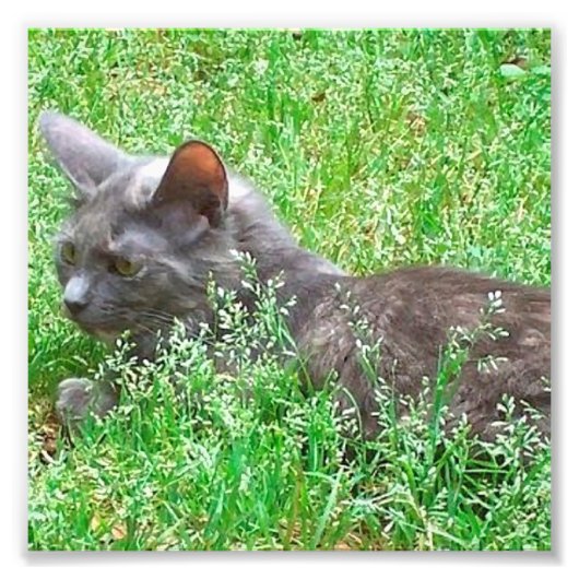 Gray Tortie Cat Fotodruck (Vorne)