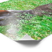 Gray Tortie Cat Fotodruck (Ecke)