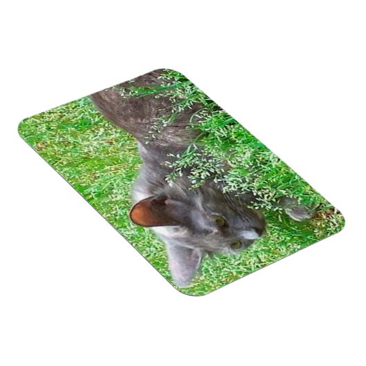 Gray Tortie Cat Magnet (Rechte Seite)