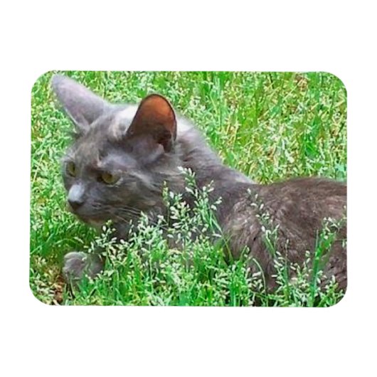 Gray Tortie Cat Magnet (Horizontal)