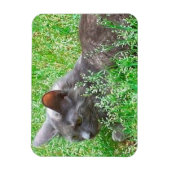 Gray Tortie Cat Magnet (Vertikal)