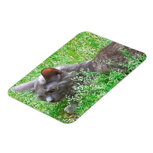 Gray Tortie Cat Magnet (Linke Seite)