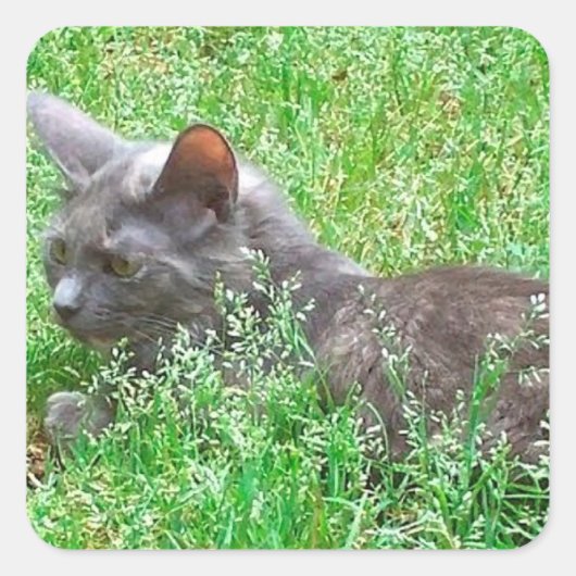 Gray Tortie Cat Quadratischer Aufkleber (Vorderseite)