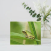 Gray Tree Frog Postcard. Postkarte (Stehend Vorderseite)