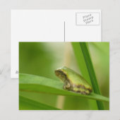Gray Tree Frog Postcard. Postkarte (Vorne/Hinten)