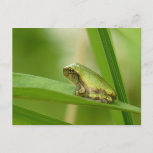 Gray Tree Frog Postcard. Postkarte (Vorderseite)
