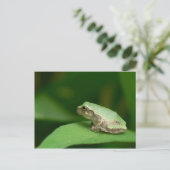 Gray Tree Frog Postcard. Postkarte (Stehend Vorderseite)