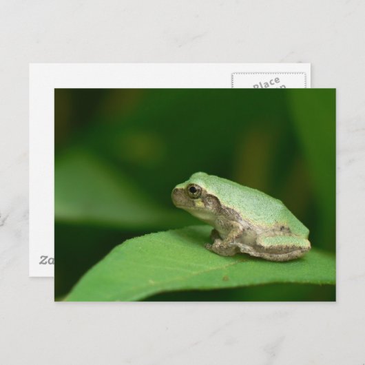 Gray Tree Frog Postcard. Postkarte (Vorne/Hinten)