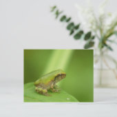 Gray Tree Frog Postcard. Postkarte (Stehend Vorderseite)
