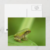 Gray Tree Frog Postcard. Postkarte (Vorne/Hinten)