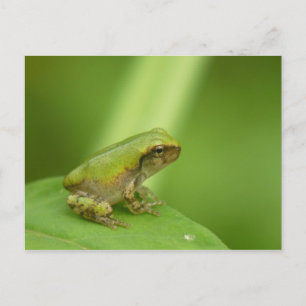 Gray Tree Frog Postcard. Postkarte