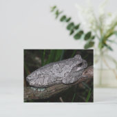 Gray Tree Frog Postkarte (Stehend Vorderseite)