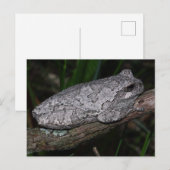 Gray Tree Frog Postkarte (Vorne/Hinten)