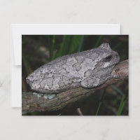 Gray Tree Frog