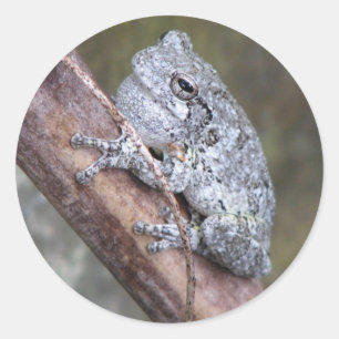 Gray Tree Frog Sticker