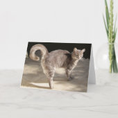 GRAY TURKISH CAT KARTE (Vorderseite)