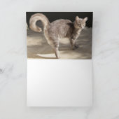 GRAY TURKISH CAT PORTRAY KARTE (Innenseite)