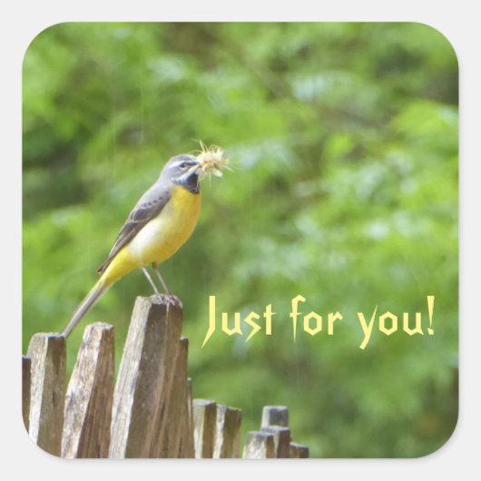 Gray Wagtail Quadratischer Aufkleber (Vorderseite)