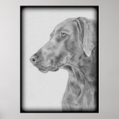 Gray Weimaraner Dog Poster (Vorne)