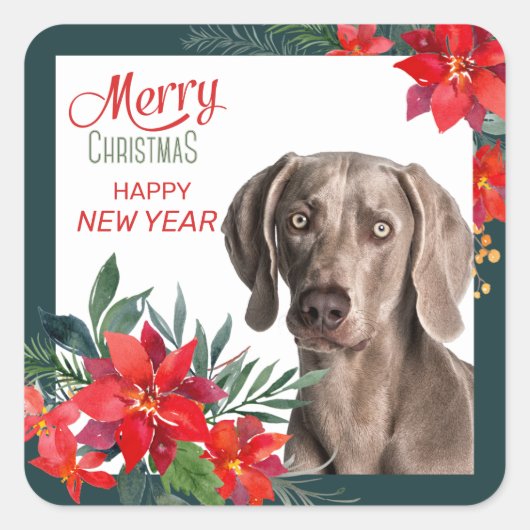 Gray Weimaraner Poinsettia Bouquet Weihnachten Quadratischer Aufkleber (Vorderseite)
