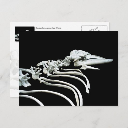 Gray Whale Fossil Postkarte (Vorne/Hinten)
