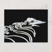 Gray Whale Fossil Postkarte (Vorderseite)