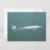 Gray Whale Postcard Postkarte (Vorne/Hinten)